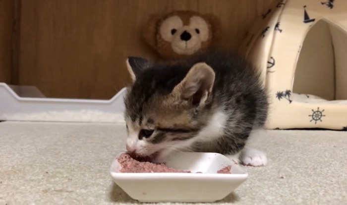 餌を食べる猫