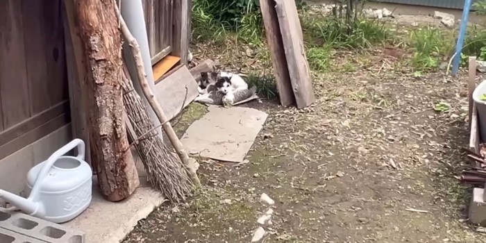 じっとしている母子猫