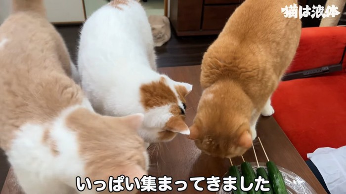 テーブルの上に乗る3匹の猫