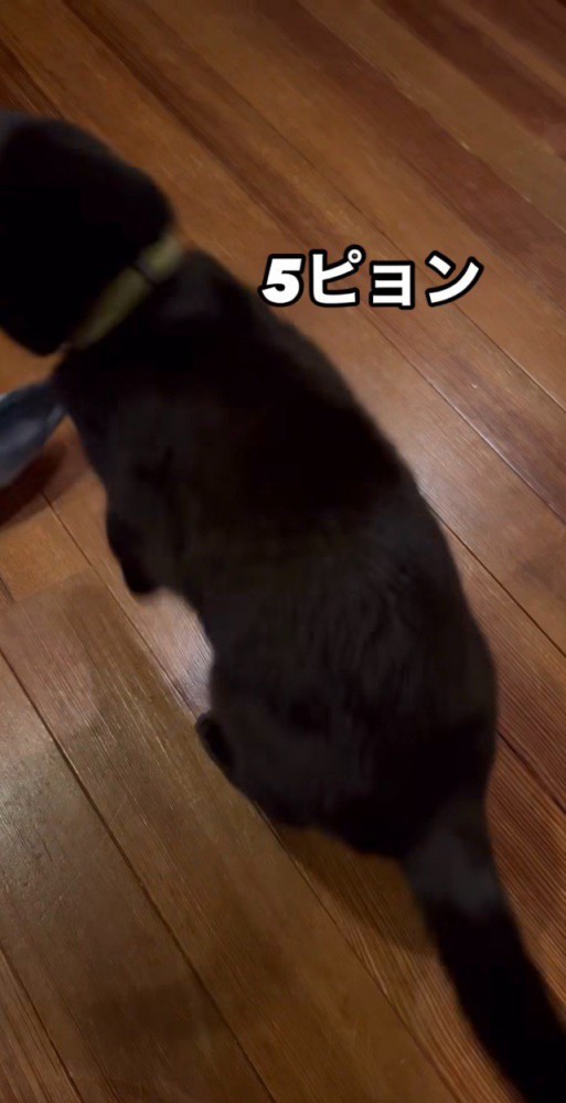 5ピョン