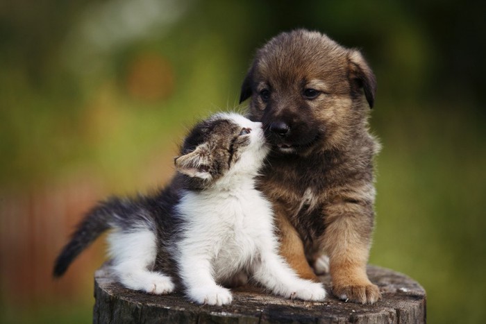 切株の上の子犬と子猫