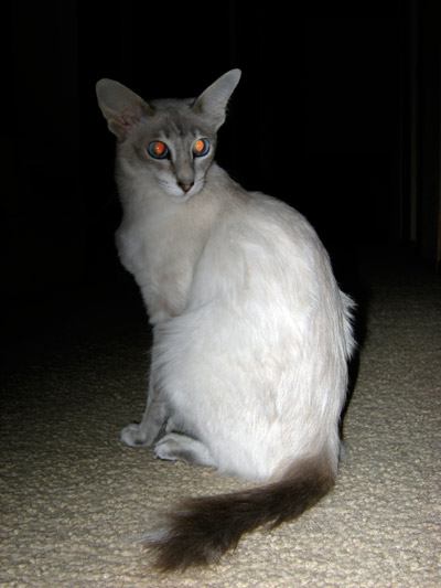 Javanese cats