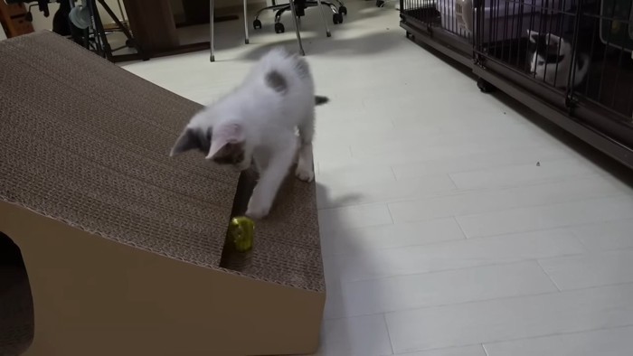 おもちゃで遊ぶ子猫