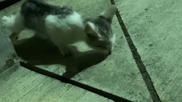 おやつを食べる子猫