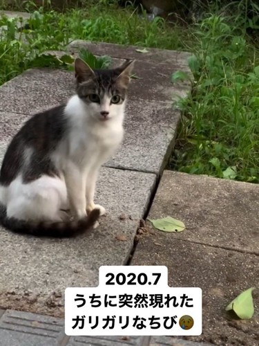 外に座る猫