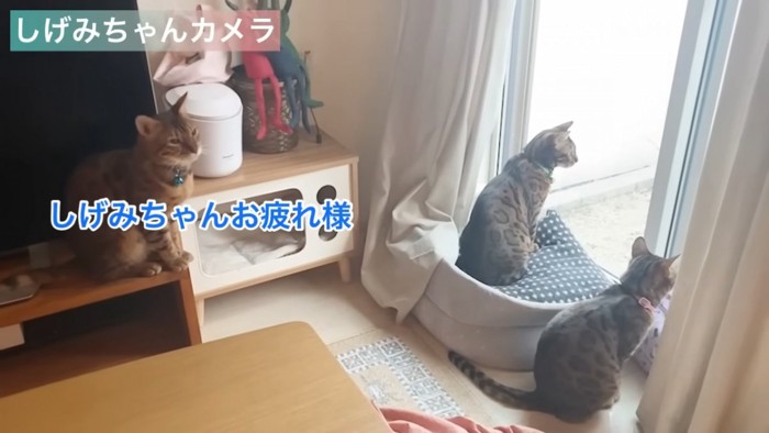 窓の外を眺める猫たち