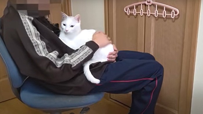 膝の上に抱かれる白猫