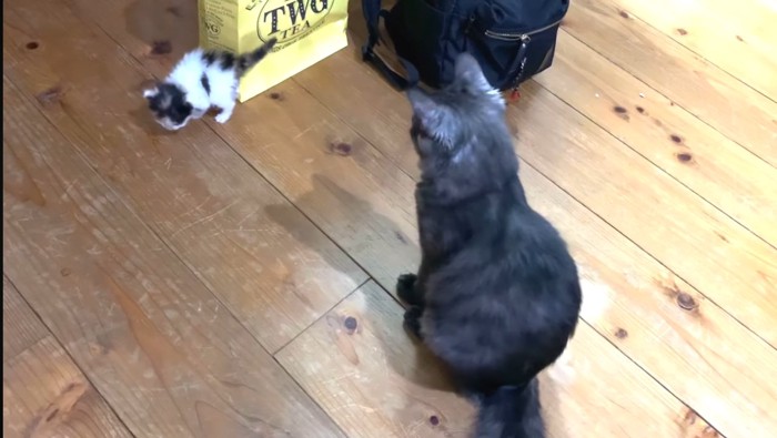 子猫を座って見ている猫