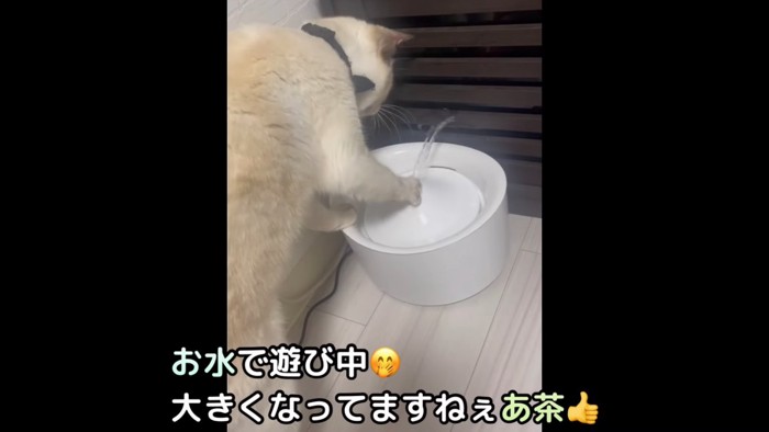 水で遊ぶ猫