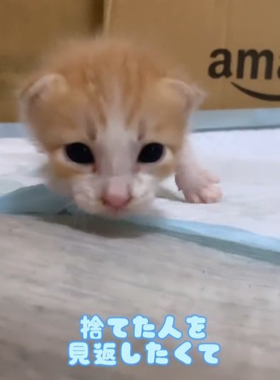 茶トラ子猫のカメラ目線