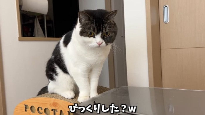 座る猫