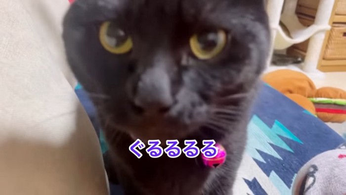 黒猫の顔