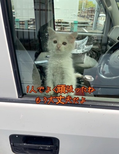 車の中にいる子猫