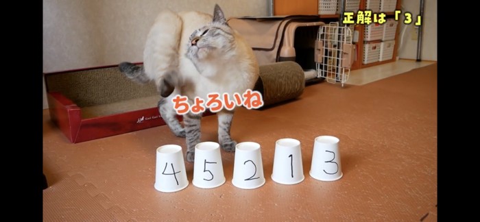 身体を掻く猫