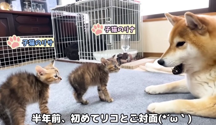 口を開ける犬と毛を逆立たせている子猫2匹