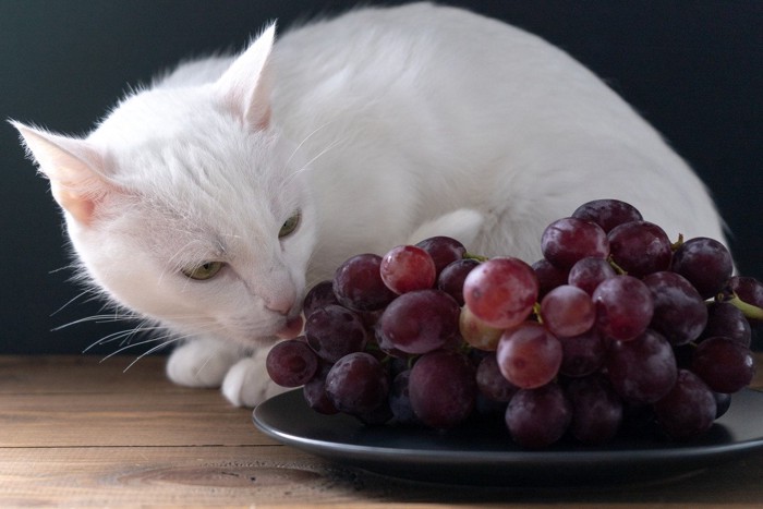 猫とぶどう