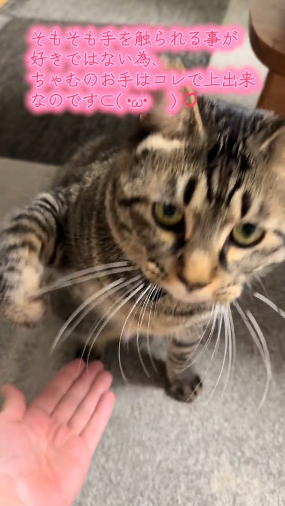 前足をあげる猫