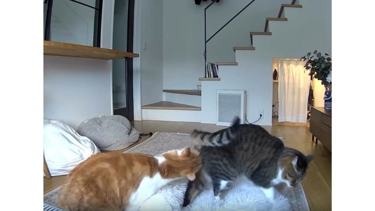 カメラに映る猫