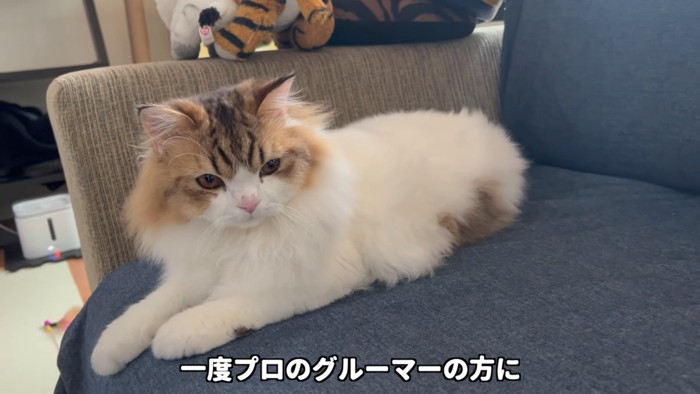 寝そべる猫