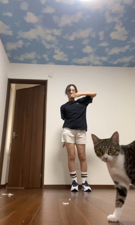 カメラに近づく猫