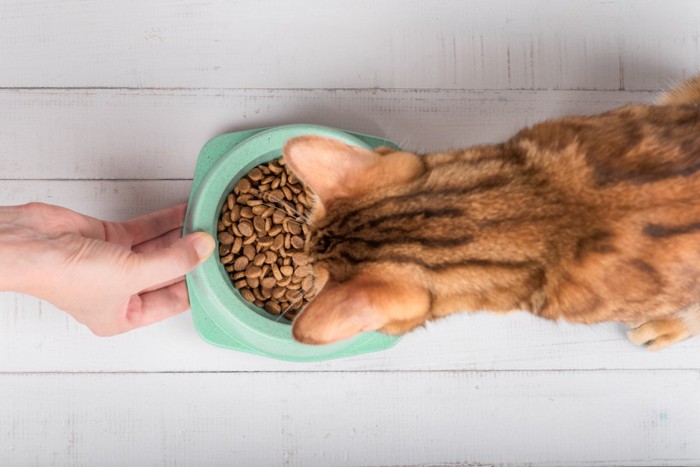 ごはんを出された猫の後頭部
