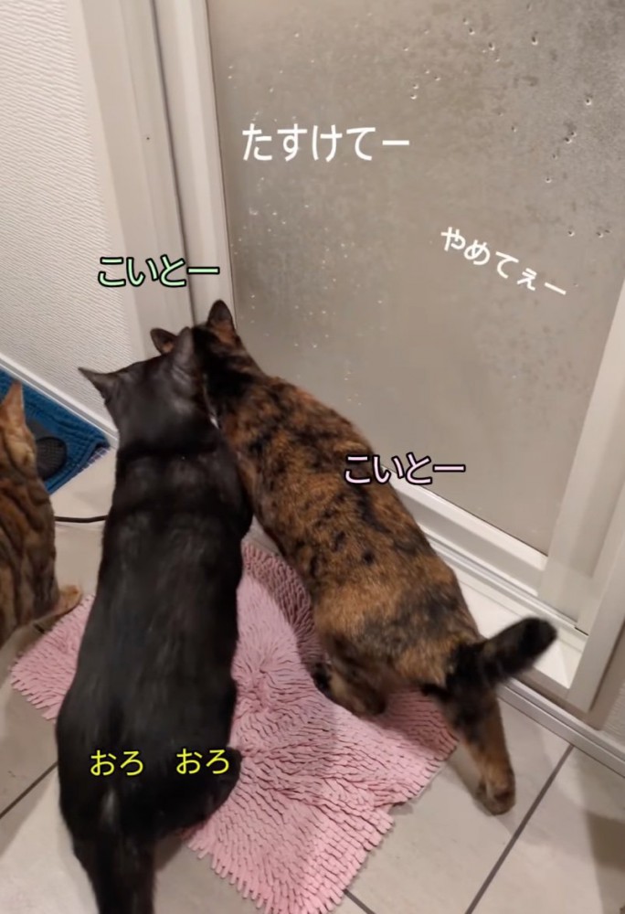 心配する猫