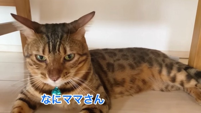 イカ耳の猫