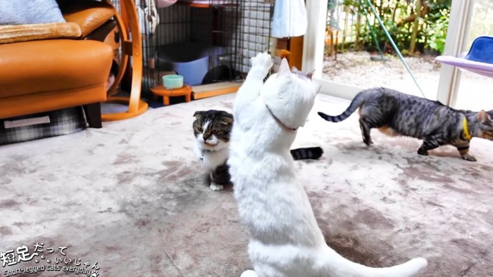 おもちゃに飛びつく猫