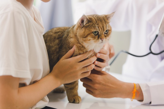 飼い主と一緒に獣医師の診察を受ける猫