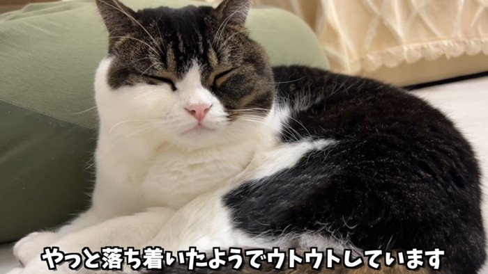 目を閉じる猫