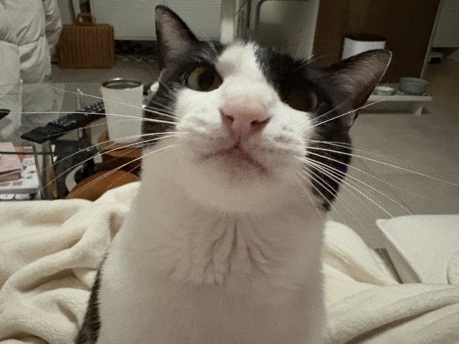 怒る猫