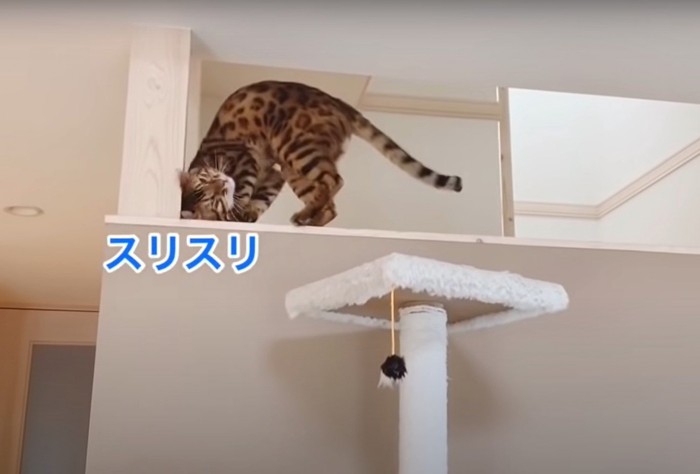 スリスリする猫