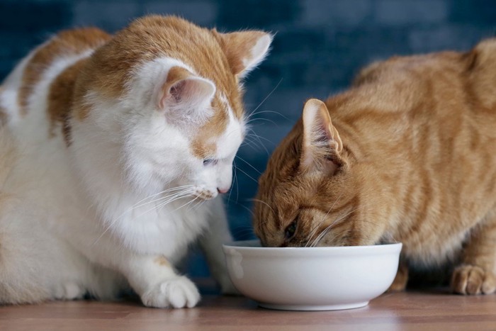 食事する猫を見る猫