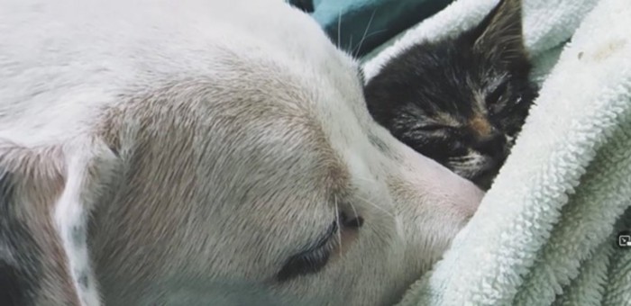 犬と子猫