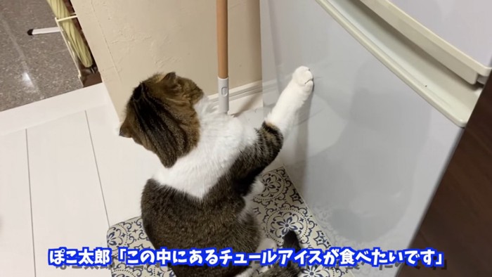 冷蔵庫にタッチする猫