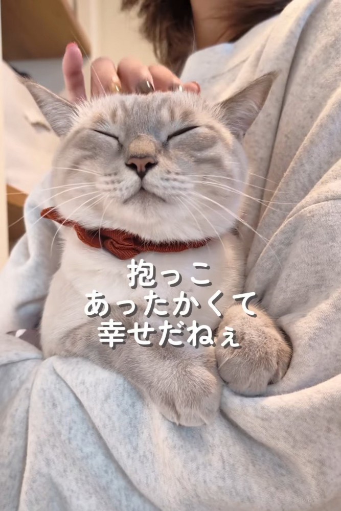 目を細める猫