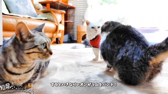 白猫と向かい合う黒系の猫