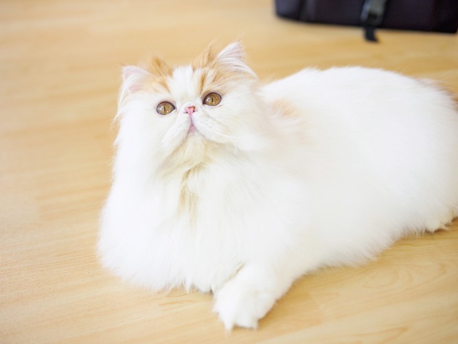 床に伏せてのんびりくつろぐエキゾチックロングヘアー