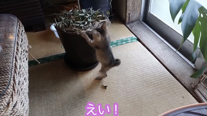 鉢に飛びつく子猫