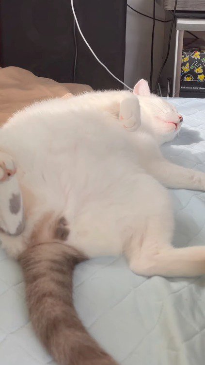 お腹を出して眠っている猫