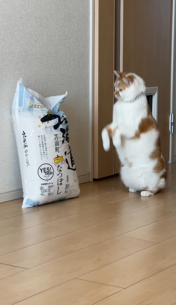 米袋と立ち上がる猫