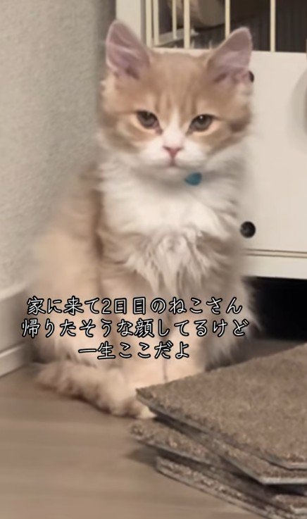 不満そうな表情の猫