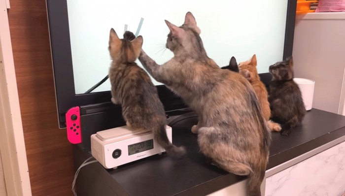 母猫が画面にタッチした瞬間
