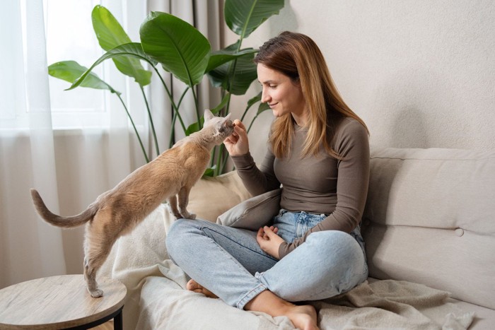 膝に乗ろうとする猫