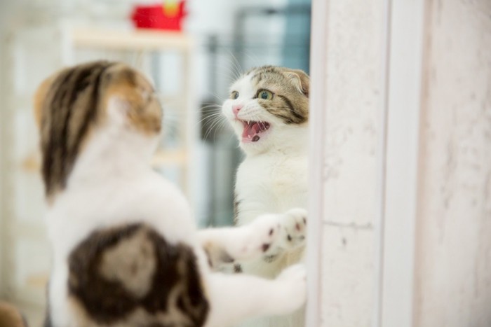 甘えている猫