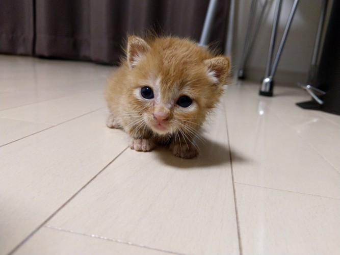 初めての部屋の中、生後7日