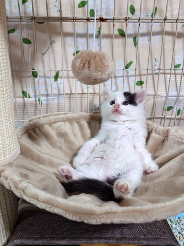 子猫がハンモックの上でおっさん座りしている様子