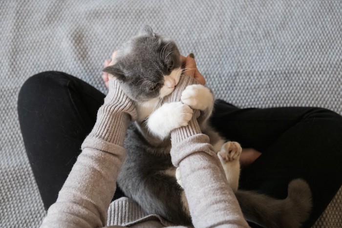 飼い主の膝の上で手にじゃれつく猫