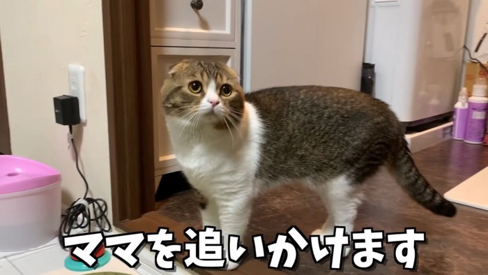 立っている猫