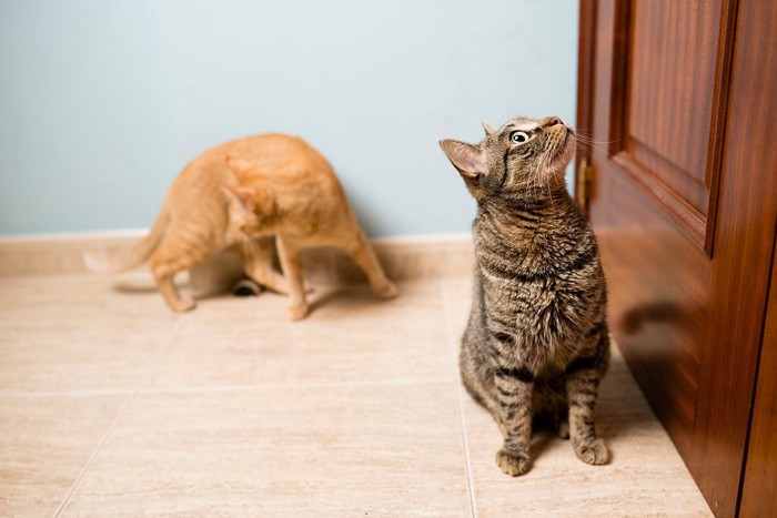 ドアの前で飼い主を待つ猫